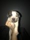Other Puppies for sale in Memphis, TN, USA. price: NA