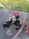 Other Puppies for sale in Pearland, TX, USA. price: NA