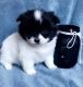 Other Puppies for sale in San Diego, CA, USA. price: $500