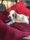 Other Puppies for sale in Dandridge, TN, USA. price: NA