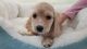 Other Puppies for sale in Orange County, CA, USA. price: $1,299