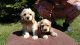 Other Puppies for sale in 15201 San Pedro Ave, San Antonio, TX 78232, USA. price: NA