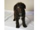 Other Puppies for sale in Clearfield, IA 50840, USA. price: $800