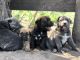 Other Puppies for sale in Choteau, MT 59436, USA. price: NA