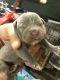 Other Puppies for sale in Lancaster, CA, USA. price: NA