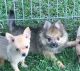 Other Puppies for sale in Statesboro, GA, USA. price: NA