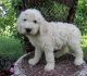 Other Puppies for sale in Springfield, MO, USA. price: NA