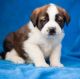 Other Puppies for sale in Michigan Ave, Inkster, MI 48141, USA. price: NA