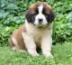 Other Puppies for sale in Minneapolis, MN, USA. price: NA