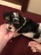 Other Puppies for sale in Langhorne, PA, USA. price: NA