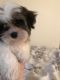 Other Puppies for sale in Langhorne, PA, USA. price: NA