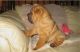 Other Puppies for sale in Dallas, TX, USA. price: NA