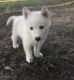 Other Puppies for sale in Athens, GA, USA. price: NA
