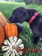 Other Puppies for sale in Howard City, MI 49329, USA. price: NA