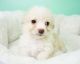 Other Puppies for sale in Orange County, CA, USA. price: $599