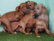 Other Puppies for sale in Orange County, CA, USA. price: $299