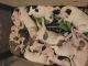 Other Puppies for sale in Marysville, WA, USA. price: NA
