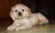 Other Puppies for sale in Louisville, KY, USA. price: NA