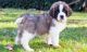Other Puppies for sale in Escondido, CA, USA. price: NA