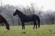 Other Horses for sale in 324 Goram Rd, Brogue, PA 17309, USA. price: NA