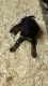 Other Puppies for sale in St Johns, MI 48879, USA. price: NA