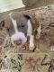Other Puppies for sale in Salisbury, MD, USA. price: NA