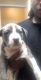 Other Puppies for sale in North Las Vegas, NV, USA. price: $400