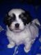 Other Puppies for sale in Plymouth, WI 53073, USA. price: NA