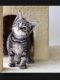 Other Cats for sale in 2671 International Dr, Ypsilanti, MI 48197, USA. price: NA