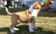 Other Puppies for sale in New York, NY, USA. price: NA