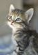 Other Cats for sale in Glendale, AZ 85303, USA. price: $70
