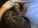 Other Cats for sale in Oak Harbor, WA 98277, USA. price: NA