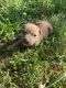 Other Puppies for sale in Mebane, NC 27302, USA. price: NA