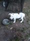 Other Puppies for sale in Exmore, VA 23350, USA. price: NA