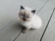 Other Cats for sale in Deer Park, WI 54007, USA. price: $100