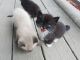 Other Cats for sale in Deer Park, WI 54007, USA. price: NA