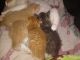 Other Cats for sale in Everett, WA, USA. price: NA