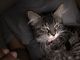 Other Cats for sale in 76 Laurel Hill Ave, Norwich, CT 06360, USA. price: $100