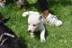 Other Puppies for sale in Boise, ID, USA. price: $250