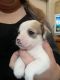 Other Puppies for sale in Portland, OR, USA. price: NA