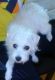 Other Puppies for sale in Essex County, NJ, USA. price: NA