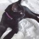 Other Cats for sale in Oceanside, CA 92056, USA. price: NA