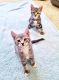 Other Cats for sale in Rocklin, CA 95765, USA. price: NA