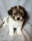 Other Puppies for sale in Fairview Heights, IL, USA. price: NA