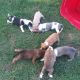 Other Puppies for sale in 319 E Southcross, San Antonio, TX 78214, USA. price: NA