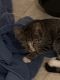 Other Cats for sale in Raleigh, NC 27610, USA. price: NA
