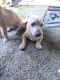 Other Puppies for sale in Fremont, CA 94538, USA. price: $75