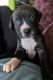 Other Puppies for sale in Colorado City, CO, USA. price: NA