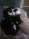 Other Cats for sale in Mattoon, IL 61938, USA. price: NA