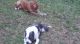 Other Puppies for sale in Ormond Beach, FL 32174, USA. price: $150